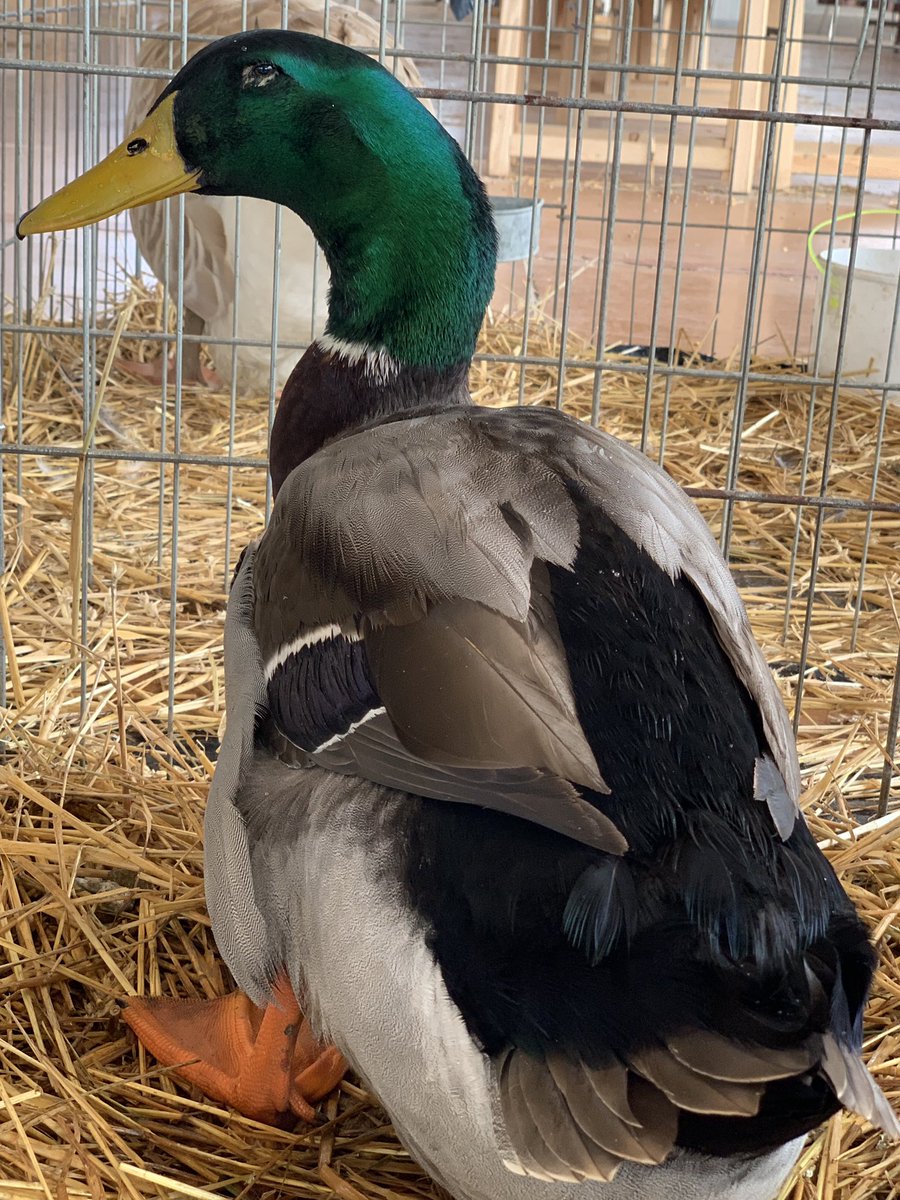 BastienPorta's tweet photo. 29eme exposition nationale d’#aviculture, a la Halle au gras de #Seissan .🐔🦆🐥🦃🐓

Des passionnés qui nous transmettre un peu de leurs passions.
Bravo à la société d’aviculture de #cuniculiculture de #colombiculture et d’#ornithologie du #Gers. https://t.co/kI7M6sz4ix