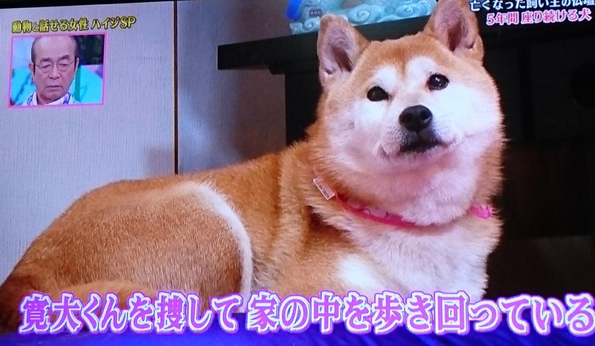 入れ歯 犬 ハイジ ハイジ 入れ歯 犬 理由 Gamjpblog