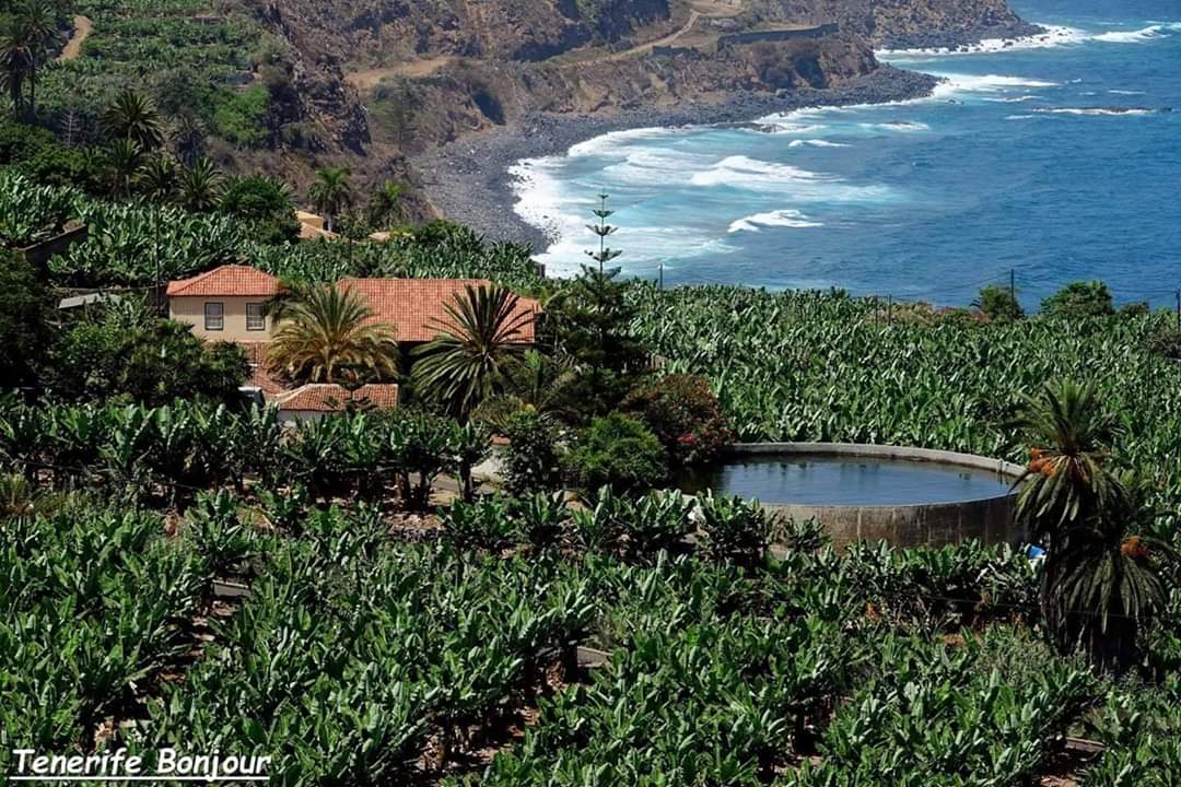 TenerifeBonjour tweet media