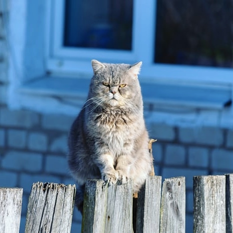 Cat_Lover_John's tweet photo. Do you love cat??
photo credit:unknown
#cat #CatDriver #cats #catclawclassic https://t.co/r5tmV3LpTI