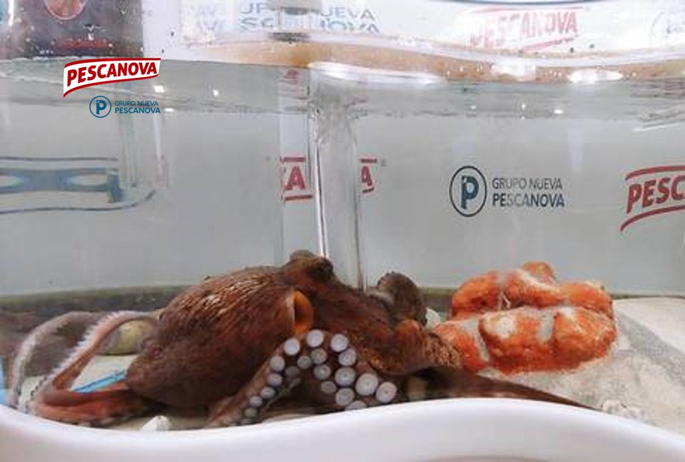 ¿Sabías qué? Este año hemos conseguido cerrar el ciclo de reproducción del pulpo: Logramos que los pulpos salvajes se reprodujeran en nuestras instalaciones, que llegasen a edad adulta, y que varios se reprodujeran de nuevo en cautividad ¡Menudo logro! #Hitos2019 <a href="/pescanova_es/">Capitán Pescanova</a>
