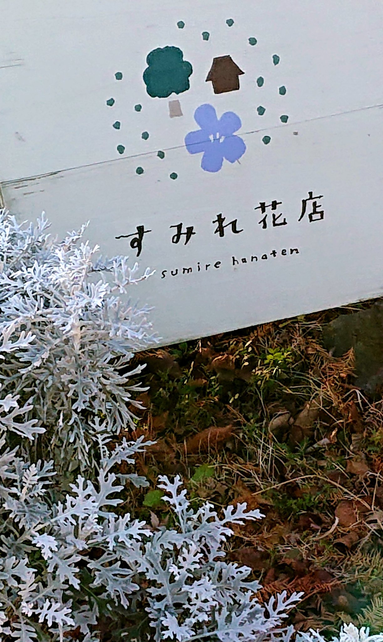 ぽち 吉田の散歩 9 すみれ花店 駅前の花屋さんではないけれど 路面電車もないけれど 彼女の名前をすみれと名付けました フジファブリック 花屋の娘 志村正彦 T Co 1jlbi6mue7 Twitter