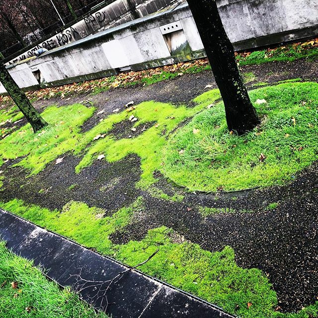 SophieLagriffol's tweet photo. Taches de vie dans béton mort #chutcapousse #urban #green #urbeen https://t.co/nV3Dfeav4F https://t.co/etHtFP8je6