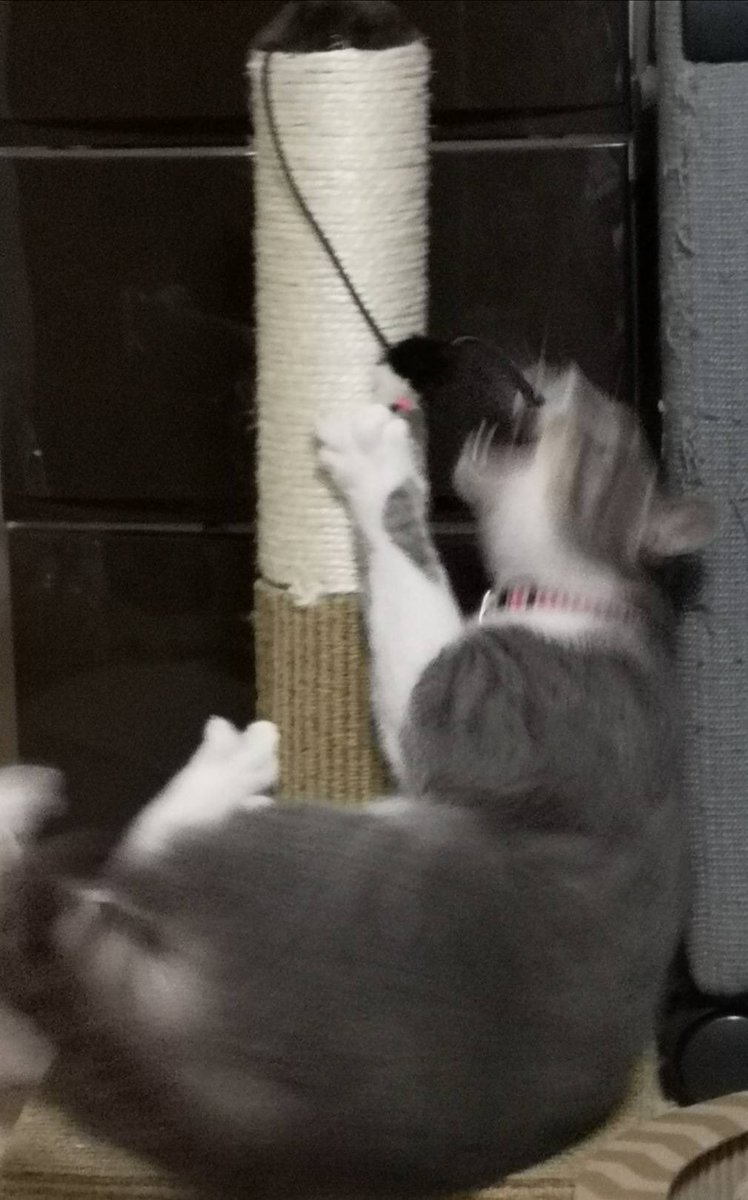 ねこかます スピードスターに成長したモナさんを里親様からいただきました