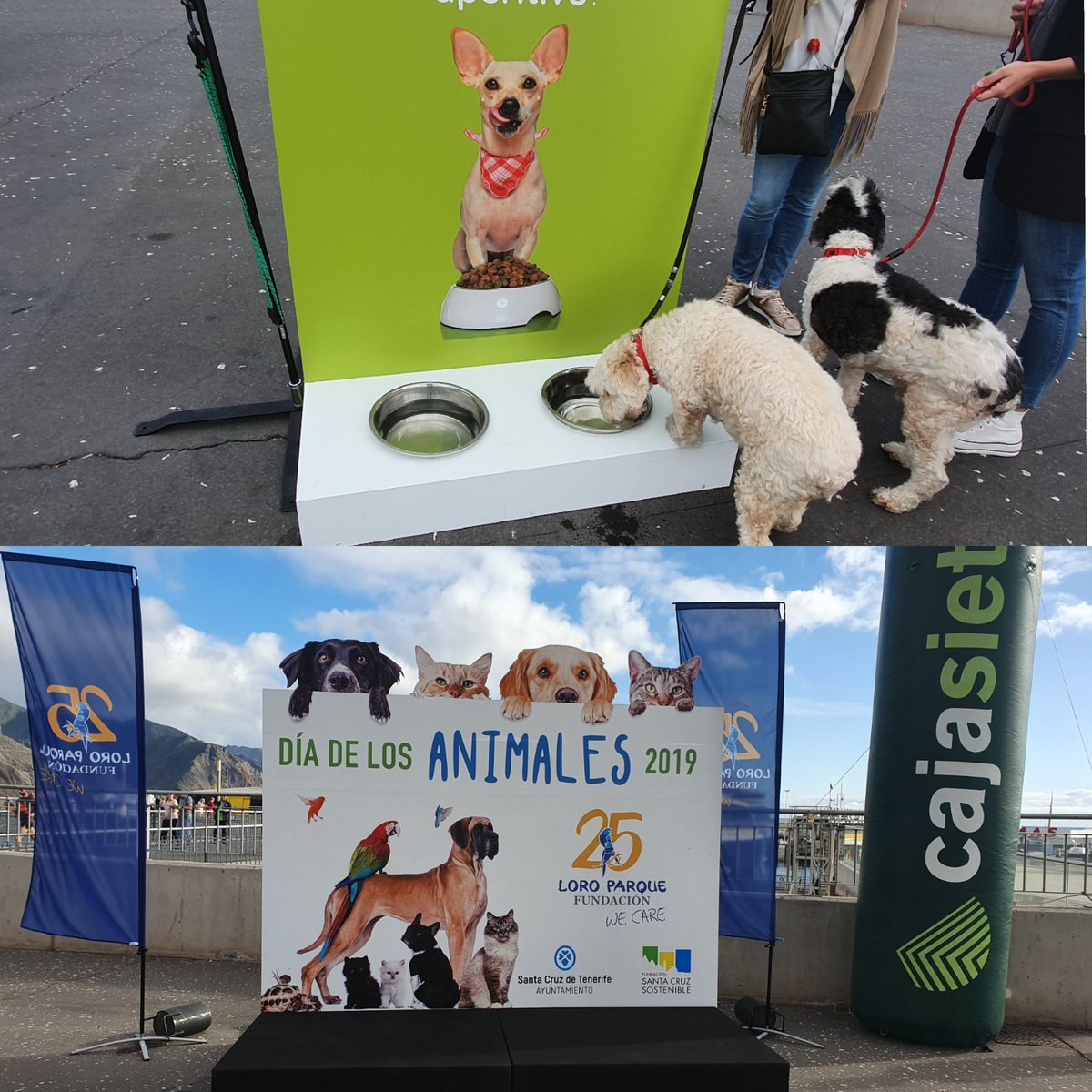 DiaAnimalesSC's tweet photo. ¿Qué tal un aperitivo y una foto en nuestro photocall? 🐶 #DíaAnimalesSC ¡Aquí te esperamos! 😉😉 #animaldaytenerife #petfriendlytenerife 
@SCSostenible @CentroIfara https://t.co/oPiHIev0GM