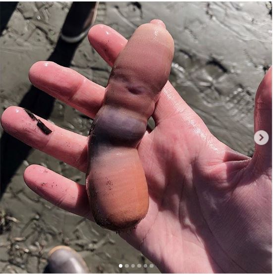 ピザパン ユムシ 北海道ではルッツ 和歌山ではイイ 九州ではイイマラなどとも呼ばれているが 海外ではスポーンワーム もしくはストレートにペニスフィッシュと呼ばれる チ コじゃないからね 外人さんのインスタ画像お借りしました T Co