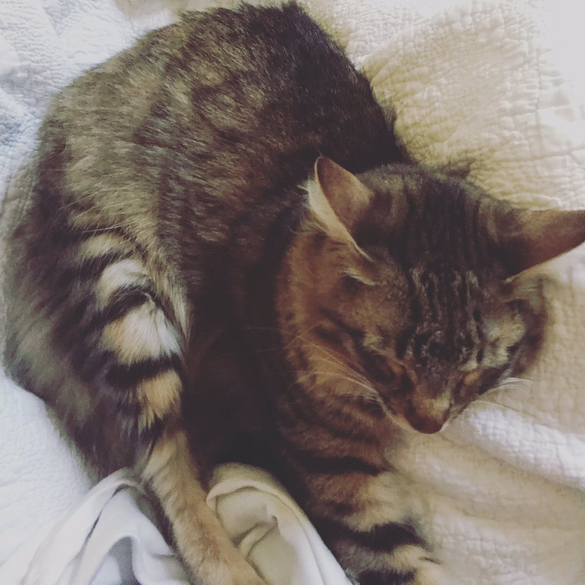 SandraLEaton's tweet photo. It’s #Caturday anyone else have a “lap cat”? https://t.co/H9pN1ARs7j