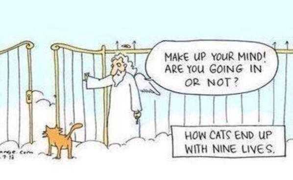 #Caturday #SaturdayMorning #CatsOfTwitter #ilovecats #cats #ninelives #9lives #cat #rescuecats #funnycats
