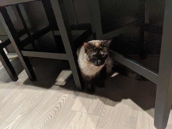 ByzantineGreg's tweet photo. @ArielBilskey This is my dumb cat. Shiva. Destroyer of worlds. https://t.co/44CJz5MPEt