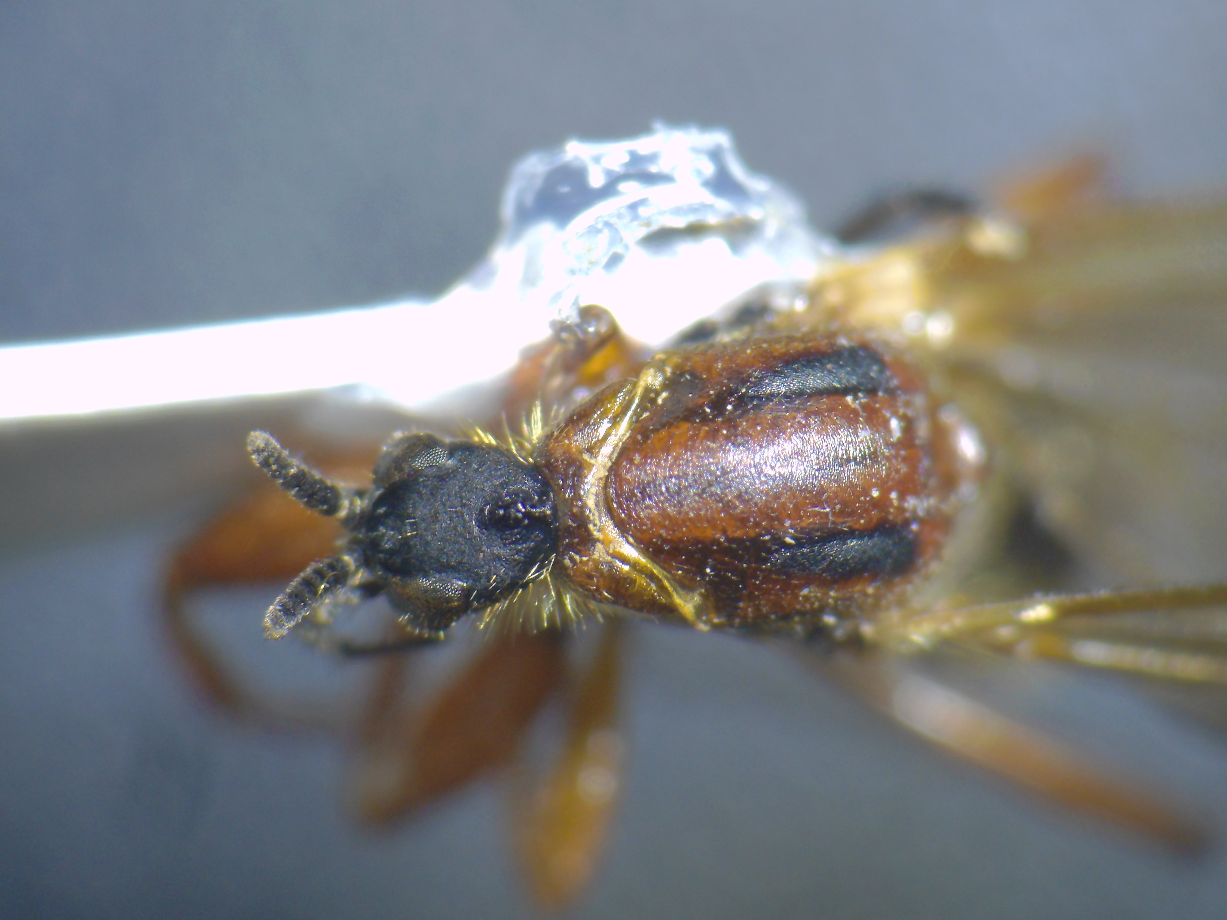 Bibionidae Twitter Search Twitter