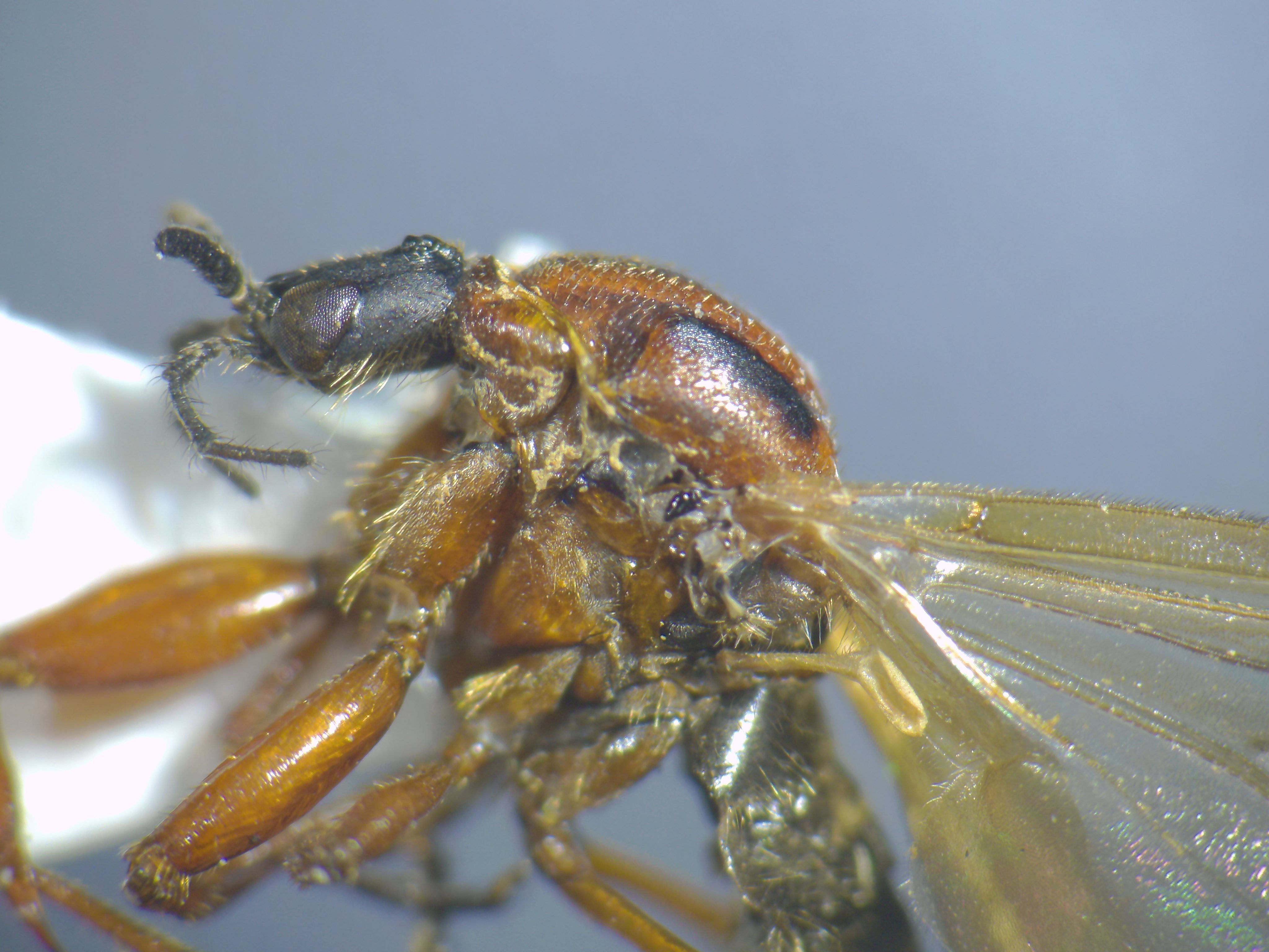 Bibionidae Twitter Search Twitter