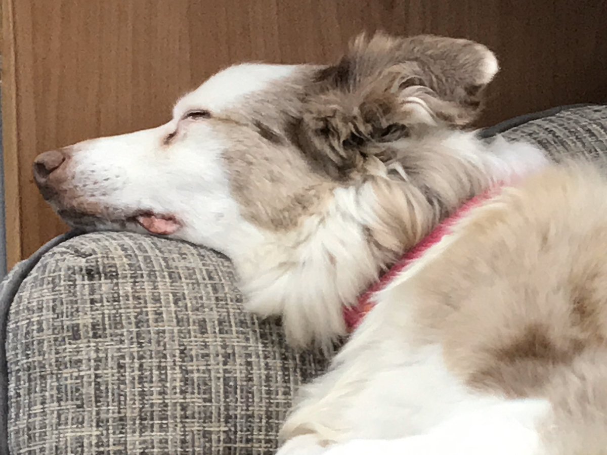 bearded collie rescue near me