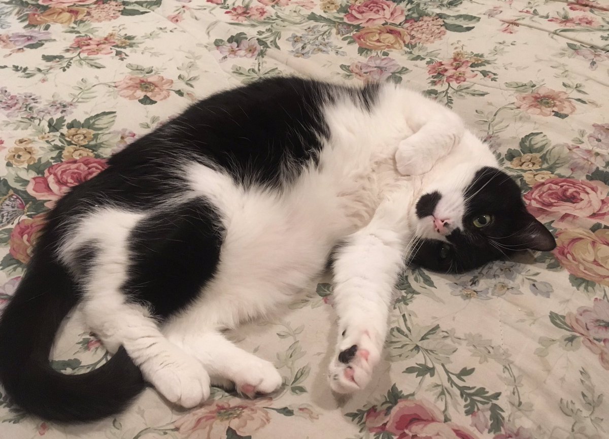 How can you tell me to move? Look how cute I am, human. 
#Caturday