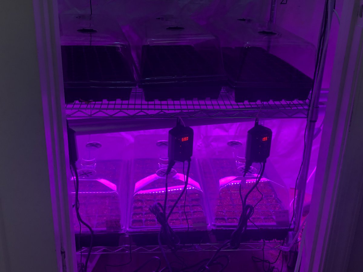 tigerturf82's tweet image. First batch of Little Bluestem seeds started.  #watchingemgrow #nativegrasses #coollights  #suspiciousamazonpurchase