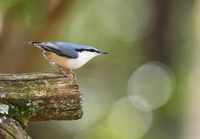 東京新聞 2 写真部 今週の 探鳥 は ゴジュウカラ 山梨県富士河口湖町の西湖野鳥の森公園で５日 飛び立つ瞬間の一枚 黒い過眼線とくちばしが印象的 冬の木漏れ日も美しい 冬枯れの森にはヤマガラとシジュウカラなどのカラ類も すっかり冠雪した