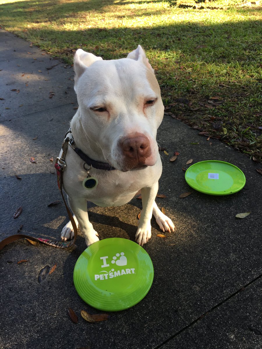 ChristyN1213's tweet image. Winnie had so much fun seeing the ⁦@CityofLakeMary⁩ #SantaFloat this morning!!  Thanks for the fun frisbee!!  #LakeMary🎄