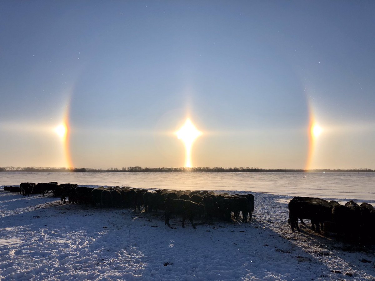 AgKellyMcD's tweet photo. #SaturdayMorning #NorthDakota #Sundog #NDBeef https://t.co/nKIphq7s3l
