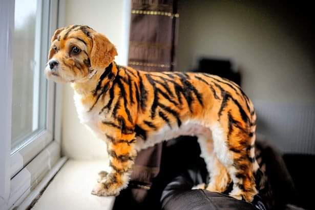 noconversion's tweet photo. @rautsanjay61 Sonia gandhi got a new puppy for pappu...... https://t.co/z5xNvrIpWm