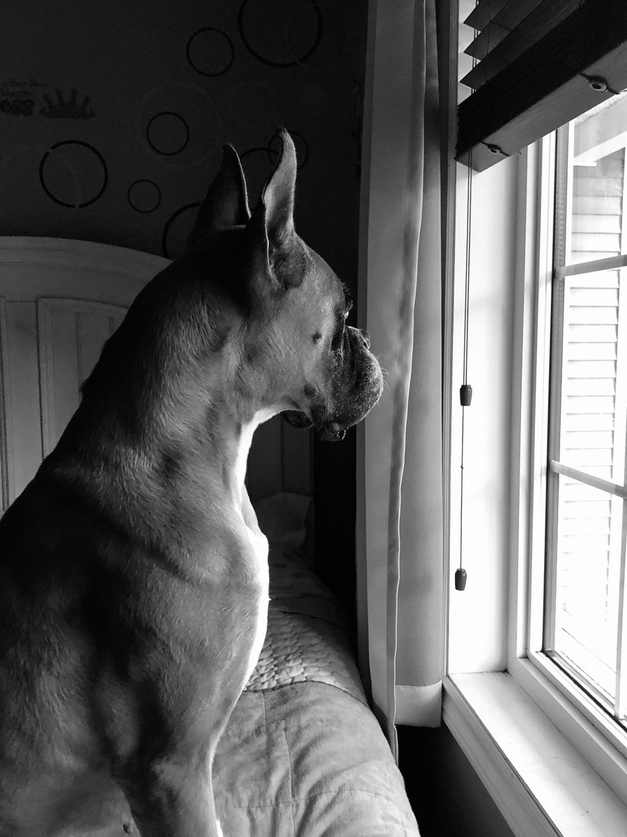 WestStPhillyNL's tweet photo. Goodbye Sweet โKolaโ Girl! You gave us more than you were capable of knowing! You will be missed by all of our family and anyone who met you!
#allinthefamily #boxerlove #hotdog #protector #LastWatch #rainbowbridge ๐ ๐ https://t.co/gLUZ6ivAPY