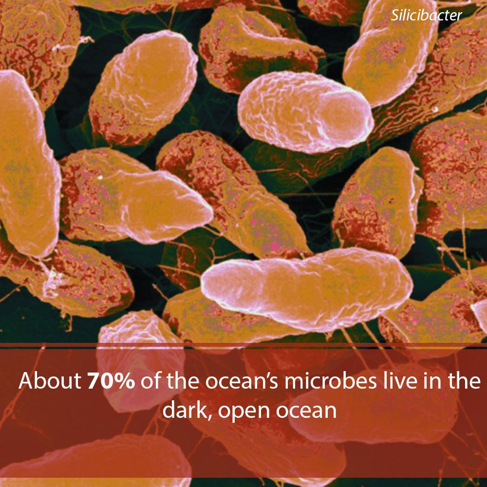 OceanPortal's tweet photo. Entire communities of microbes can thrive in the deep sea. #MicrobialOcean https://t.co/XPEreIjecw https://t.co/6MhKVWW1Lo
