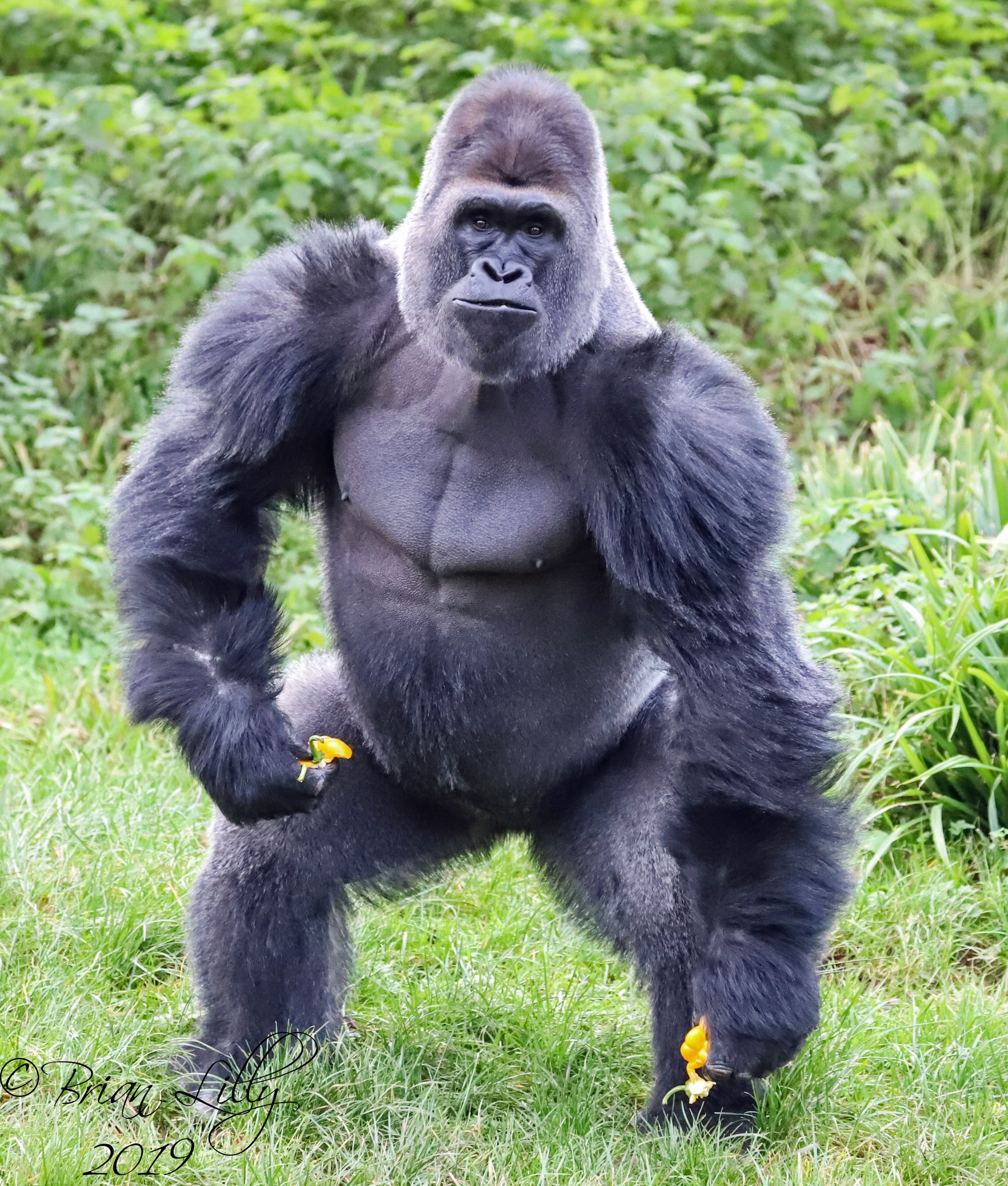 XユーザーのBrian Lillyさん: 「Western Lowland Gorilla 'Kivu XユーザーのBrian Lillyさん: 「Western Lowland Gorilla 'Kivu