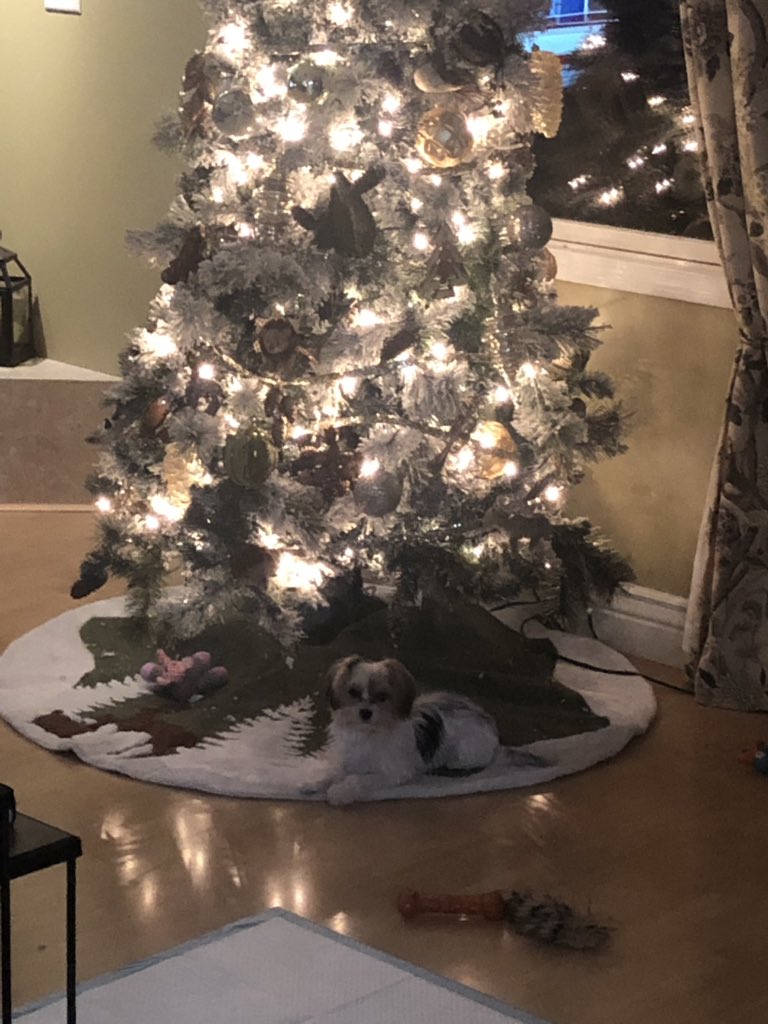 Looks like one of our ornaments fell off of our tree. 💗🐶