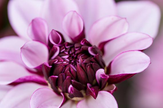 Purple Dahlia Unframed Print
ow.ly/PKvH50xuXkT #flower #photographer #etysuk