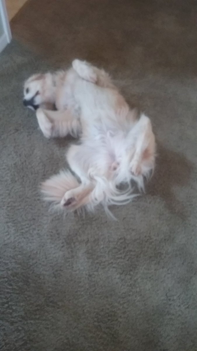 MalleyGene's tweet image. 