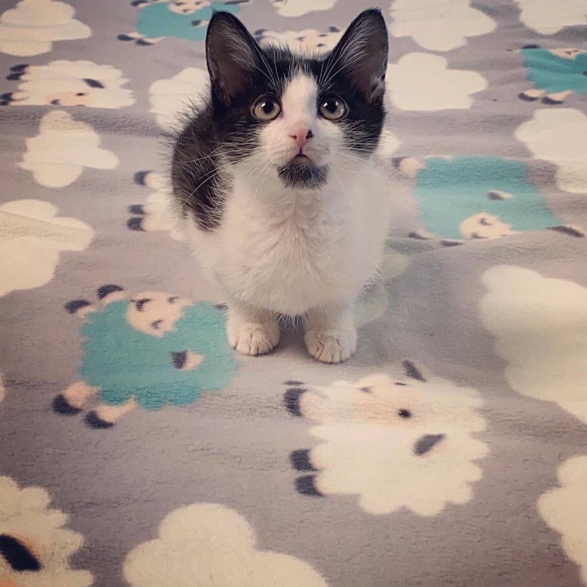 ACCSRMcKinney's tweet photo. Meet Sasha and Sadie! These beautiful kittens are available for adoption! They are spayed and up to date on their shots, help us find these sassy sisters a home! #kittens #adoptme #caturday https://t.co/dFtHkwGNp0