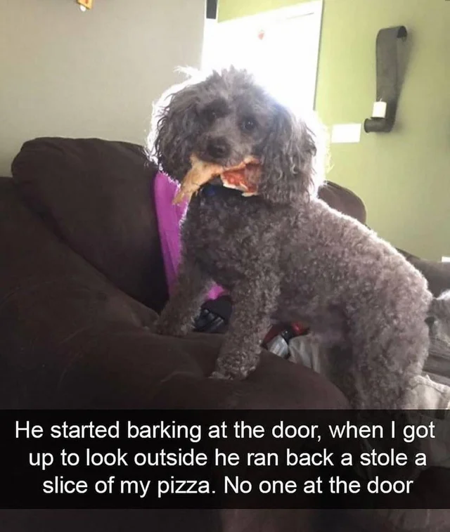 RareDoggos's tweet photo. there is no such thing as a bad boy

only good boys
and mad lads https://t.co/a2AFiQVylF