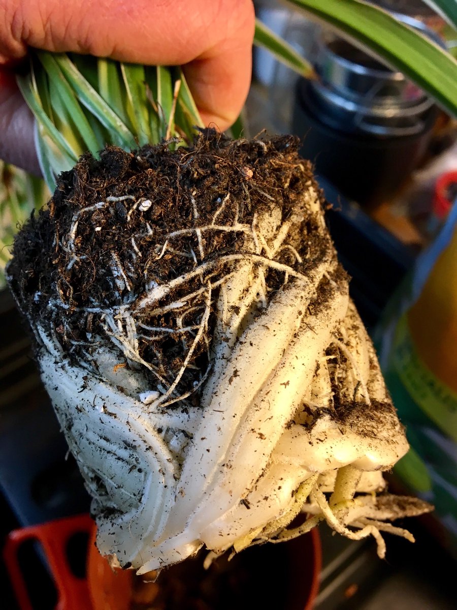 RugbyGARDEN's tweet photo. I’m moving to a new home and it turns out I’ve out grown my pot #potbound https://t.co/WA86sm5dFM