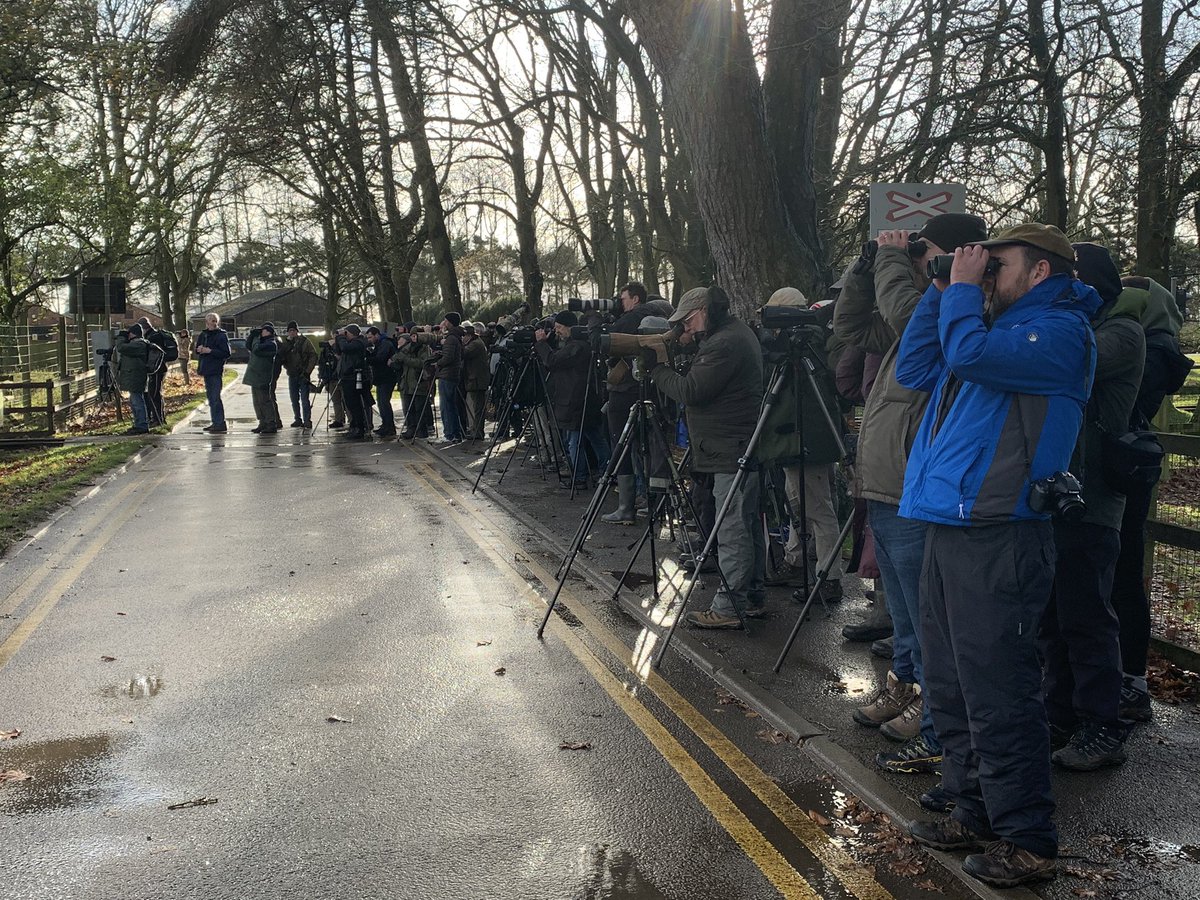 Black Throated Thrush Twitch at Whipsnade Zoo on 14th December 2019 #blackthroatedthrushatwhipsnadezoo #whipsnade #whipsnadezoo #blackthroatedthrush #thrushes #amazing @moreton_george @moreton_birding @topbud00