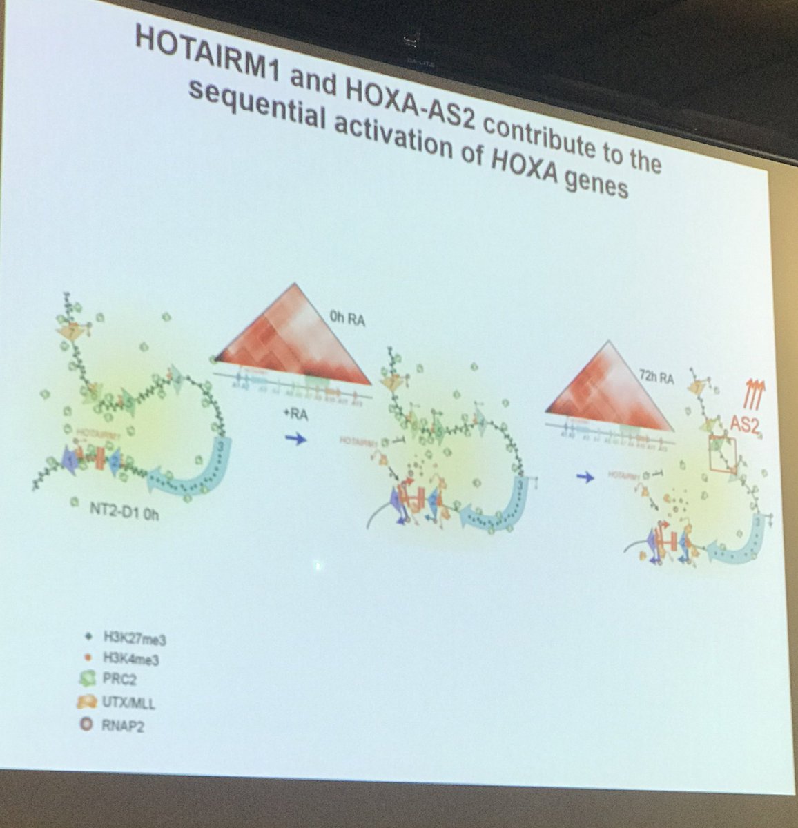 sgpombe's tweet image. This KEYNOTE by @joseedostie @mcgillu is mind-expanding! #LongNoncodingRNA #lncRNA #HOTAIRM1 #isoforms are critical not only for regulating the #HOXA cluster, but may regulate many genes during #differentiation! @asilomarchroma