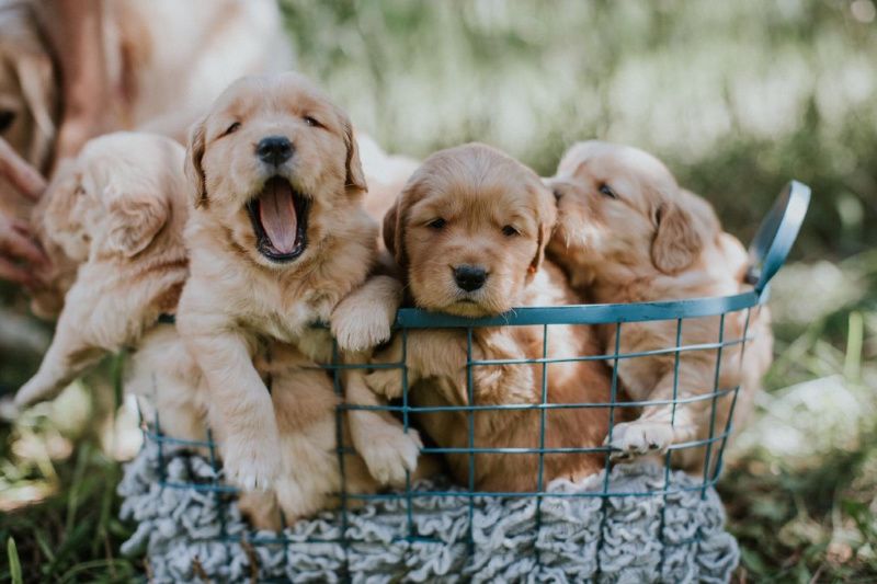 DrMaidenberg's tweet photo. Colleges Bring Dogs to Campus During Final Exams to Help Stressed Students. #mentalhealth #collegeteens #stressmanagement @GrownandFlown 
https://t.co/ESpuYYMXTB https://t.co/4vUeuQoMBn