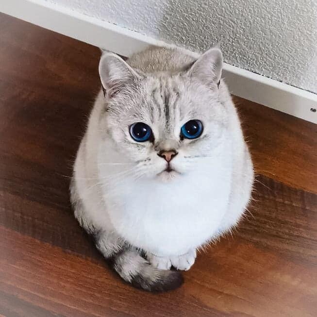 Pigeoncorp1's tweet photo. World, meet Moonpie.  Moonpie belongs to our marketing manager and has captured the hearts of our team.  
#pigeoncorp #petsofPigeonCorp #pigeonlyfe #preciousbean #cutestcompanion #smallbusiness #customgamingpc #techsupport  #Moonpie
https://t.co/0VufJGkas4 https://t.co/u4W1nokwoW