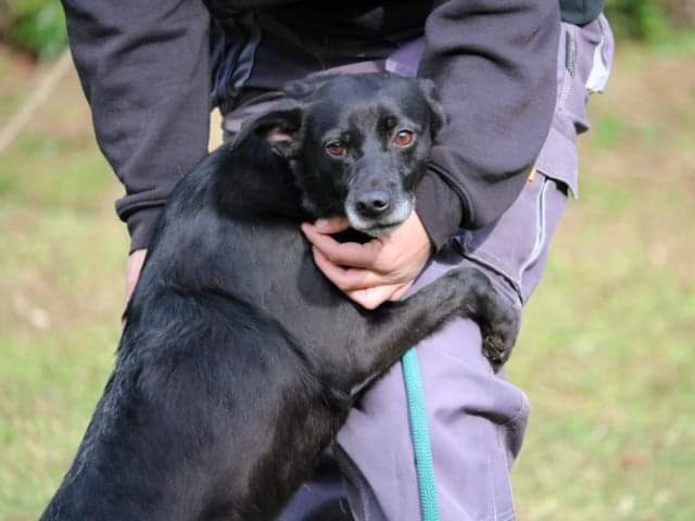 fattoriaditobia's tweet image. #ROMUALDO taglia piccola, giovane e buono.
➡️ messaggio diretto

 🔝1° canile in #APP gratuita
🌐 lafattoriaditobia.com
Canile Rifugio con Funzione Pubblica (Legge 281/91) – Certificazione ISO9001 – Rm
#appstore #playstore #canileroma #nanidifattoria