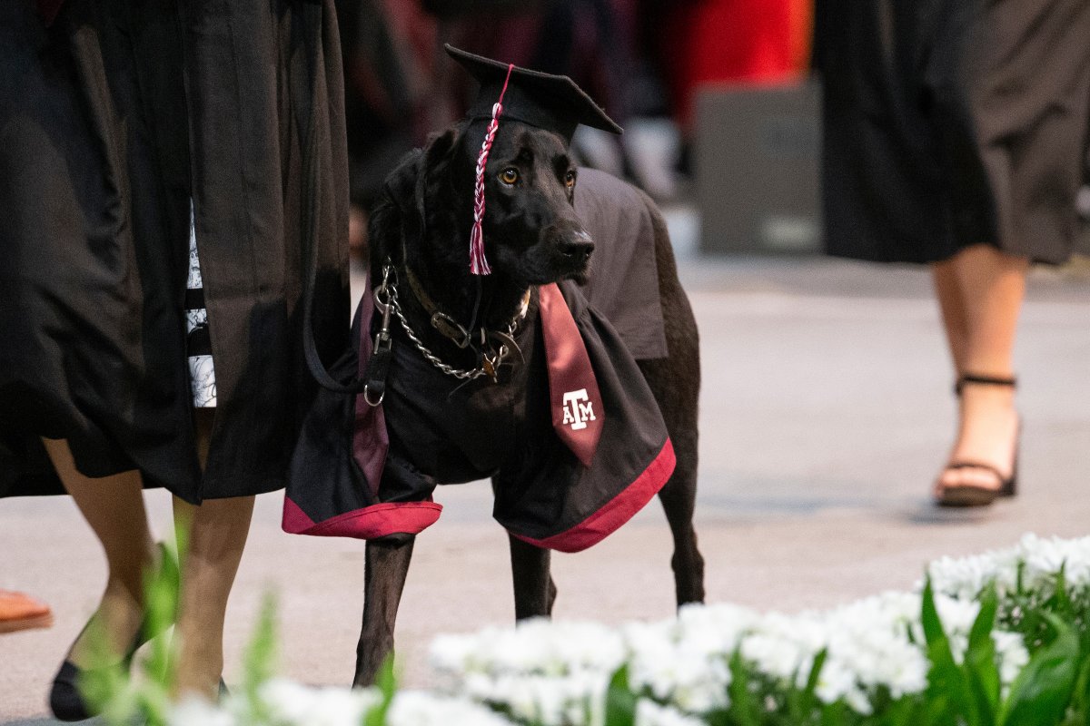 Texas A&M University tweet media