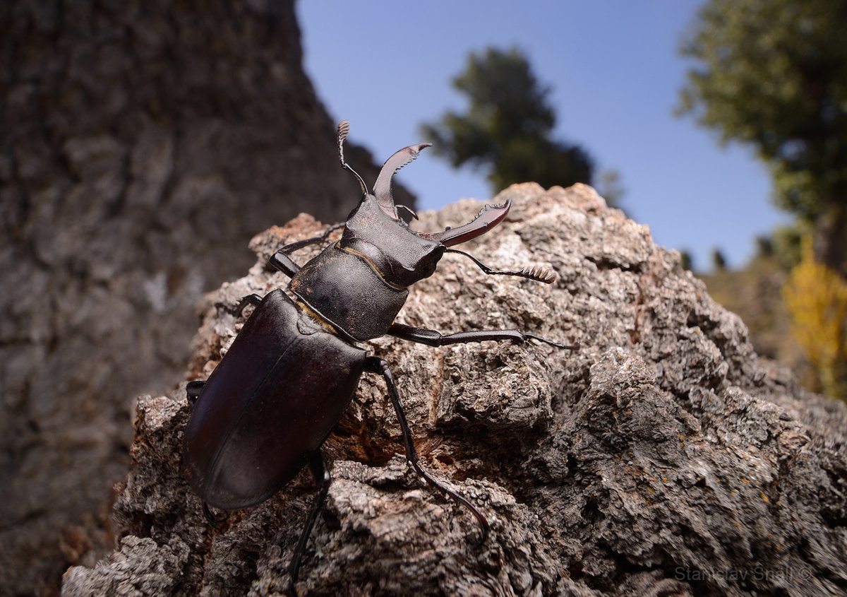 Nicklas Jansson tweet media