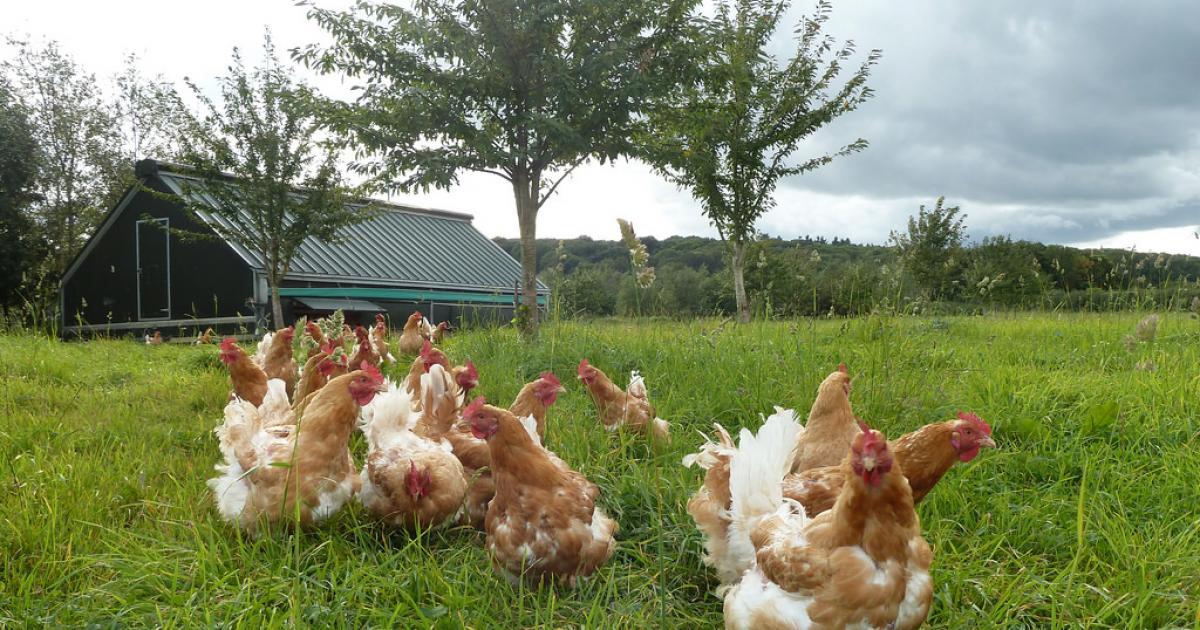 agricology's tweet photo. This guide investigates the role that ranging & forage feeding can play in contributing to fulfilling the nutritional requirements of #poultry: https://t.co/9lgA7c7dku @OrgResCent #ICOPP https://t.co/SzvLCJ5l7q