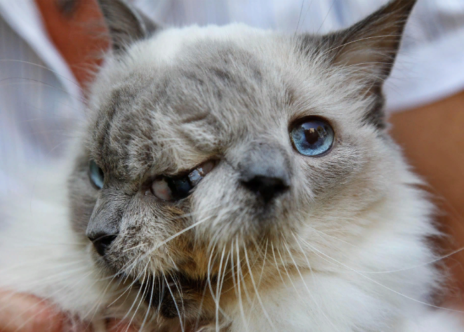 marillion13's tweet photo. This was #FrankAndLouie, the famous two-faced cat or #JanusCat!!! 
https://t.co/vuurNICAvx
😽😽😽💖💖💖 https://t.co/WY3UZN4X8I