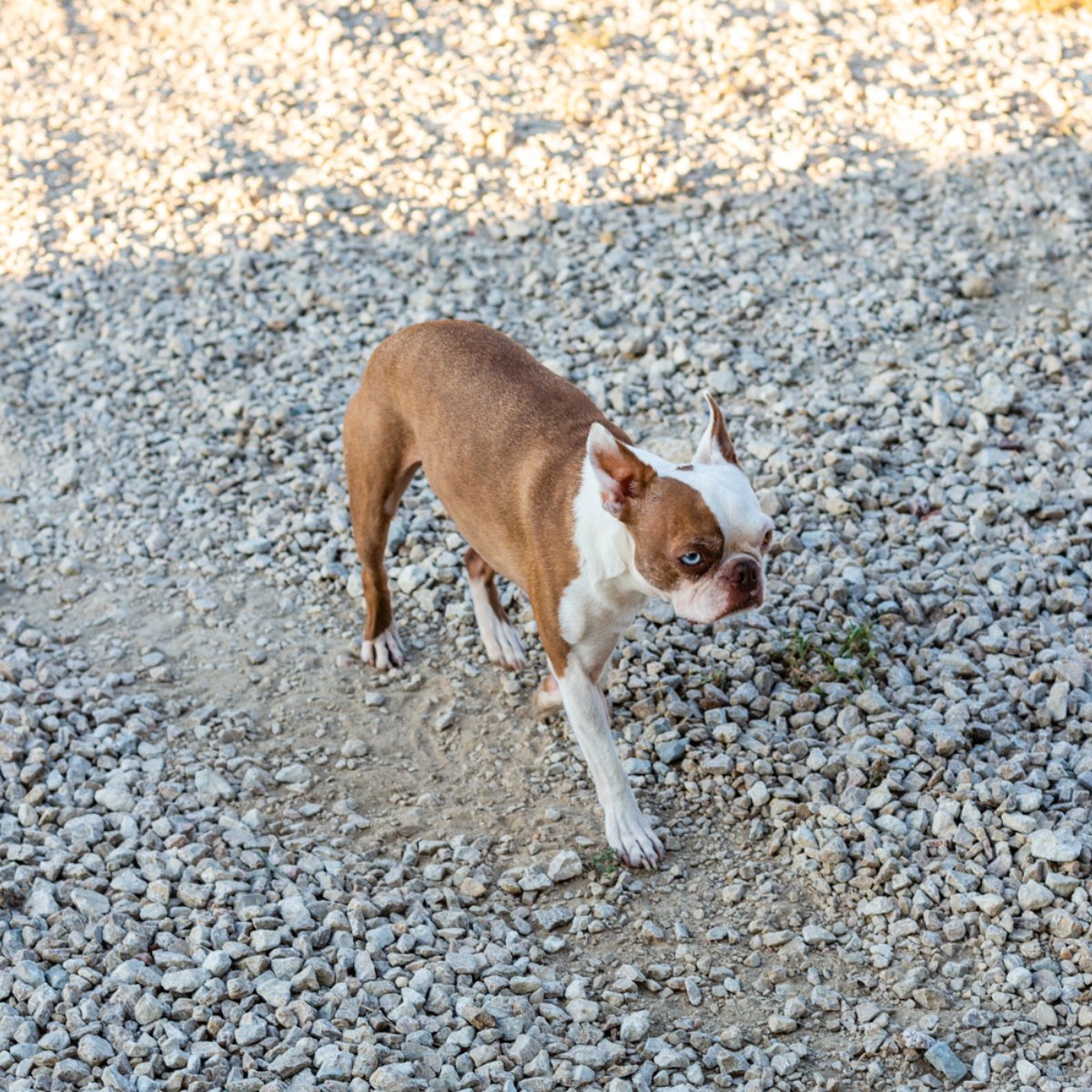 Our team is always ready to perform pawfectly.