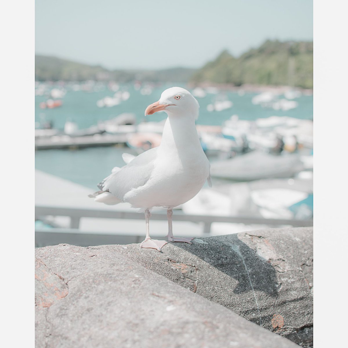 Salcombe October 2019
Salcombe Seagull. Print available now on my website.

Just loved the look in his eye!

#wearedevon #Devon #devonlife #swisbest  #lovedevon #visitdevon #visitsouthdevon #Southwest #southwestuk #sdevon #DevonPixels  #exploredevon #lovekingsbridge  #devonlife