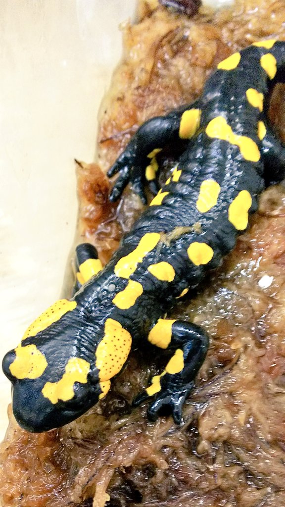 ファイアサラマンダー(Salamander.salamander) WC 古くから知られて