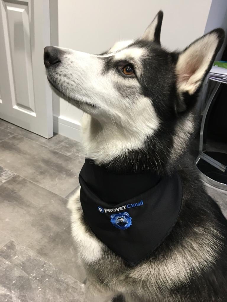 streetvetuk's tweet photo. Here is the gorgeous Innoko modelling a Provet bandana - so we would like to take this opportunity to say a massive Streetvet thank you to Provet for all their wonderful support since our charity started out. We really appreciate it! #Streetvet #Provetcloud https://t.co/oPNdUp8XEP