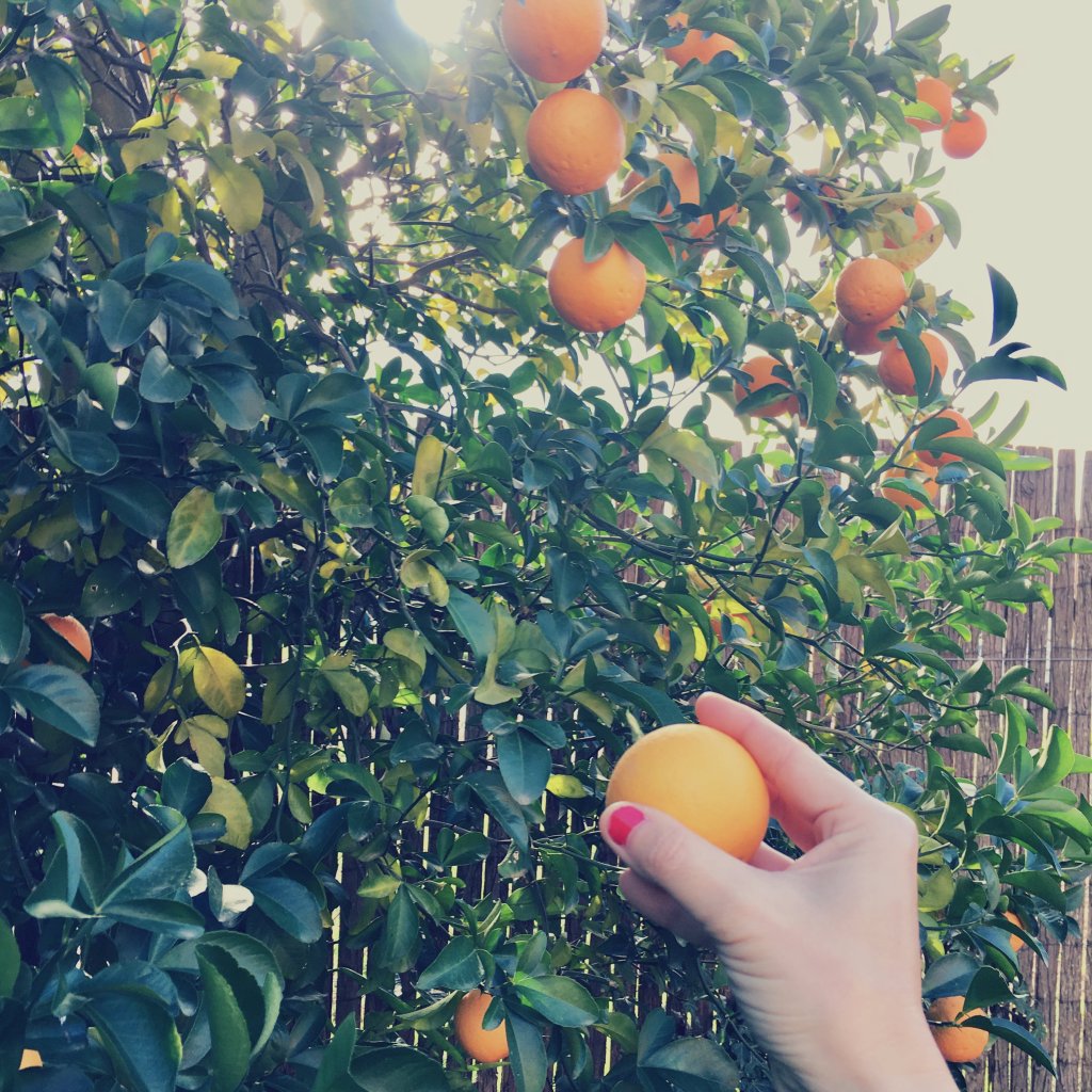 REinventa12's tweet photo. Guirnalda de naranjas y eucalipto. 🍊🍃Una idea Diy muy natural. https://t.co/rv06wipwOn https://t.co/lI0SuKZWlV