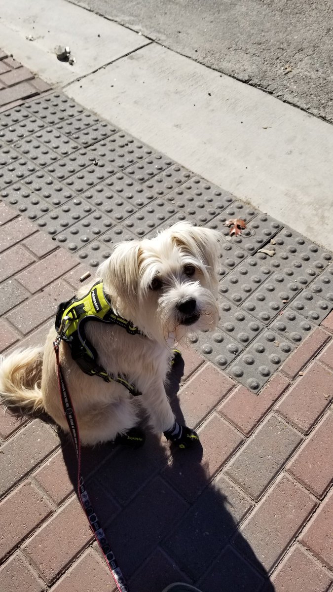 ScruffyTrio's tweet photo. Biped, can I help you? https://t.co/31v5OVZscY