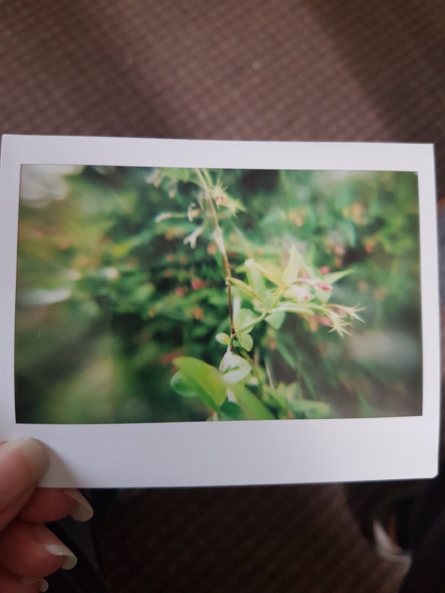 Seyshellkenton's tweet photo. @ShittyChallenge
#lomo
#instantwide
#macro
Instant close up 📸 https://t.co/0oGXO8YbAR