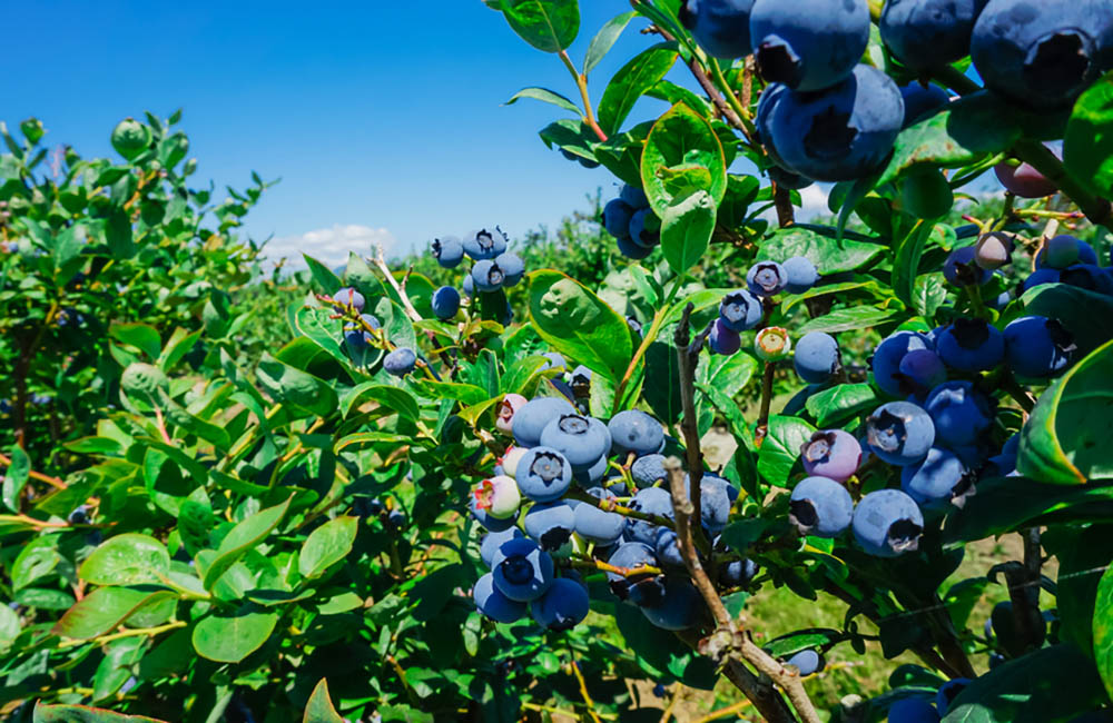 Agriculturers tweet media