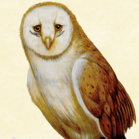 MindflayedMon's tweet photo. What is your favorite animal form for your familiar to be in? For me I love the owl form. Flyby, darkvision, advantage on perception. What more does ur familiar need?
#dnd5e #dicemasters #dndblogs #dndmemes #dndstories #dungeonsanddragons #roleplaying #ttrpgcommunity #ttrpg #rpg https://t.co/LpjPb7h4Wn