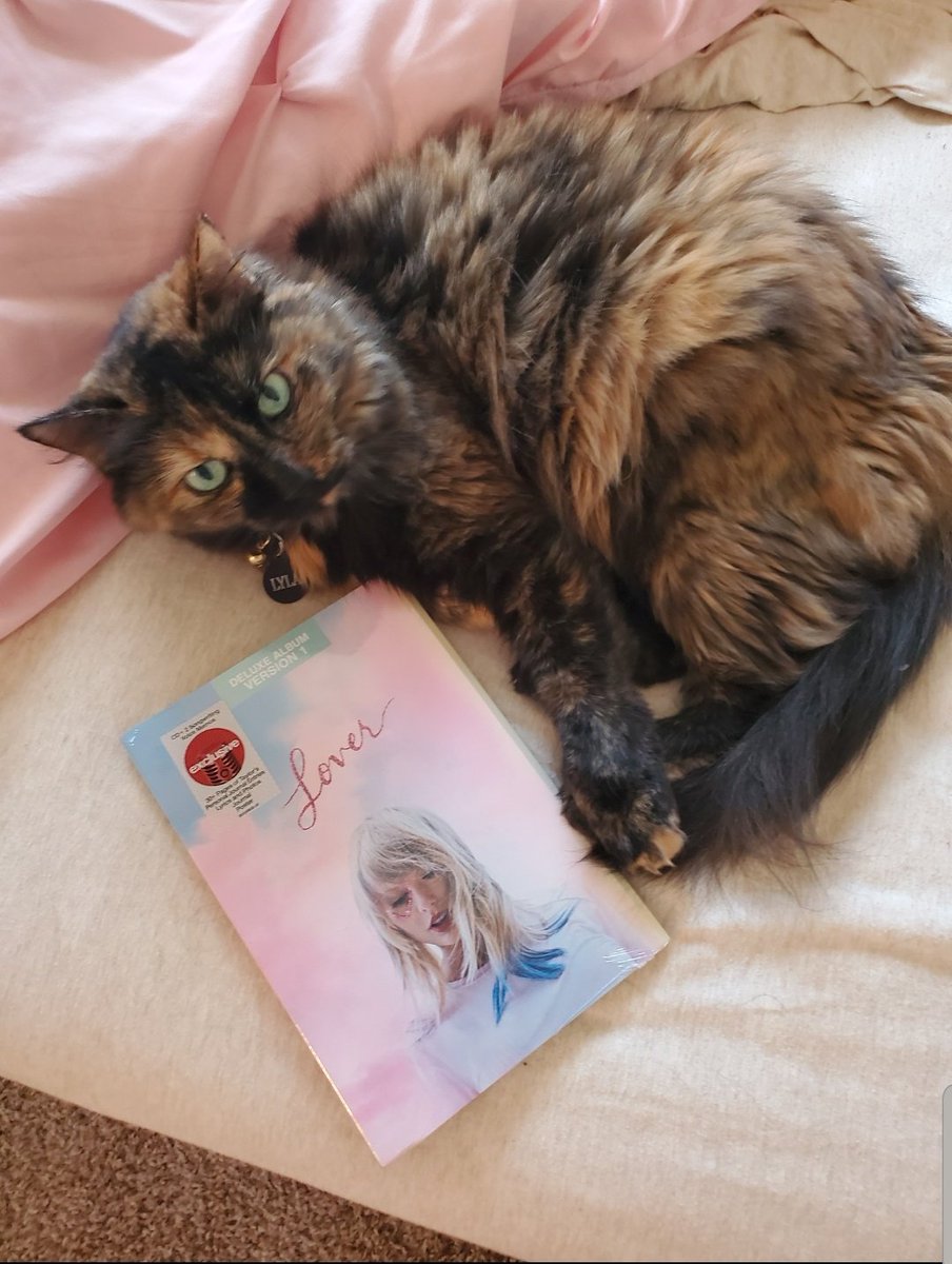 TSLover131989's tweet photo. Ya'll my cat is too cute! Plus @taylorswift13 Lover made a sneak peek too 😻😻 a little late and not a Christmas tree @taylornation13 but #christmastreefarmpets #LoverStreamingParty https://t.co/3e2AHSyzvd